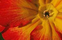 Cjp_2007_02_03_165906_RZM_Primevere_2.jpg
