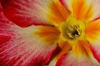 Cjp_2007_02_03_170526_RZM_Primevere.jpg