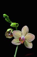 Cjp_2007_02_03_184621_RZM_Orchidee.jpg