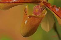 Cjp_2007_02_10_171159_RZM_Orchidee_2.jpg