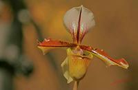 Cjp_2007_02_10_171557_RZM_Orchidee.jpg