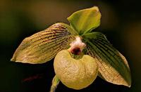 Cjp_2007_02_10_171934_RZM_Orchidee.jpg