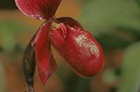Cjp_2007_02_10_172051_RZM_Orchidee.jpg