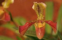 Cjp_2007_02_10_172505_RZM_Orchidee_2.jpg