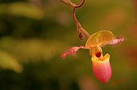 Cjp_2007_02_10_181259_RZM_Orchidee.jpg
