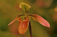 Cjp_2007_02_10_181512_RZM_Orchidee.jpg