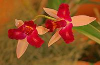 Cjp_2007_02_10_182108_RZM_Orchidee.jpg
