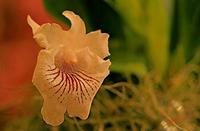 Cjp_2007_02_10_182219_RZM_Orchidee.jpg
