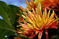 Cjp_2007_03_10_162754.jpg
