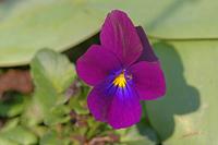 Cjp_2007_03_26_155117.jpg