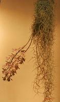 Cjp_2007_03_29_152726.jpg