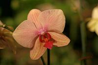 Cjp_2007_03_29_153313.jpg