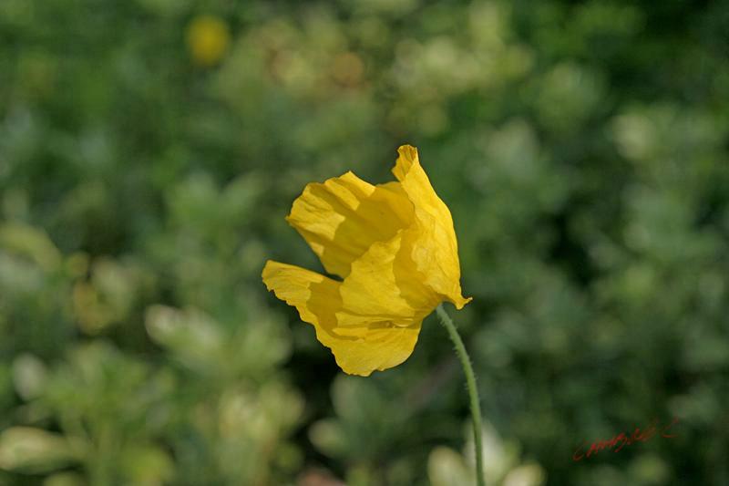 Cjp_2007_05_24_172942.jpg