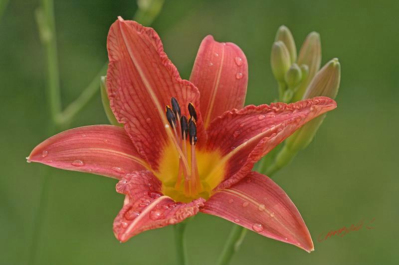 Cjp_2007_05_28_152537.jpg