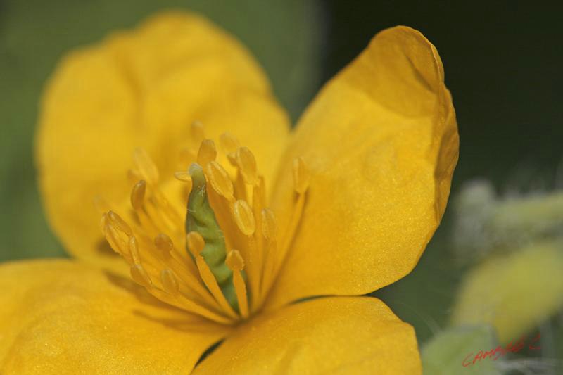 Cjp_2008_04_25_145243.jpg