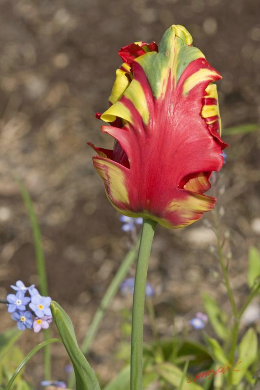 Cjp_2008_05_03_145613_2.jpg
