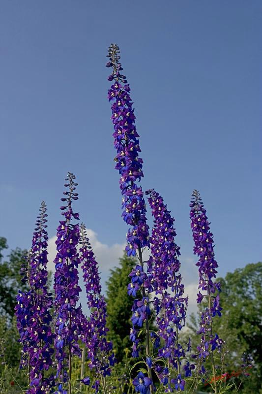 Cjp_2008_05_30_184438.jpg