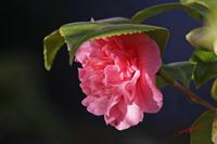 Cjp_2008_02_07_130339.jpg