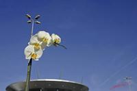 Cjp_2008_02_09_164835_2.jpg