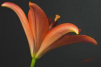 Cjp_2008_03_06_162050.jpg