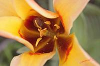 Cjp_2008_04_02_101153.jpg