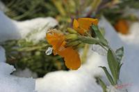 Cjp_2008_04_07_084701.jpg