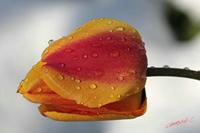 Cjp_2008_04_07_090141.jpg