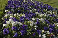 Cjp_2008_04_16_073825.jpg