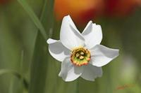 Cjp_2008_04_25_140752.jpg
