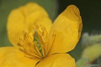 Cjp_2008_04_25_145243.jpg