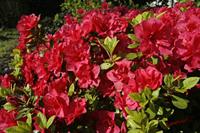 Cjp_2008_05_03_090910.jpg