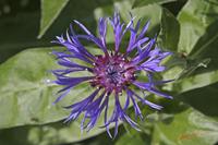 Cjp_2008_05_04_082000.jpg