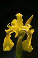 Cjp_2008_05_16_095133.jpg