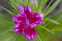 Cjp_2008_05_20_164740.jpg