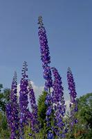 Cjp_2008_05_30_184438.jpg