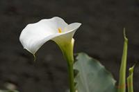Cjp_2008_05_31_104425.jpg
