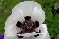 Cjp_2008_05_31_105238.jpg