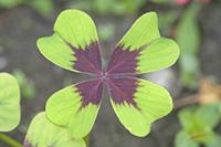 Cjp_2008_05_31_110025.jpg