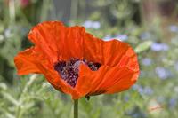 Cjp_2008_06_10_141954.jpg
