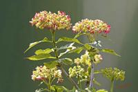 Cjp_2008_06_10_150152.jpg