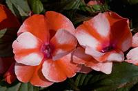 Cjp_2008_06_15_161627.jpg