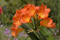 Cjp_2008_06_23_103301.jpg