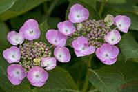 Cjp_2008_06_26_170908.jpg