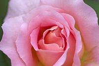 Cjp_2008_06_28_072656.jpg