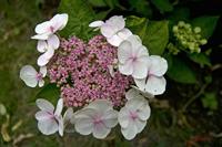 Cjp_2008_06_28_102226.jpg
