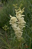 Cjp_2008_06_29_104239.jpg