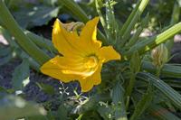 Cjp_2008_06_30_094146.jpg