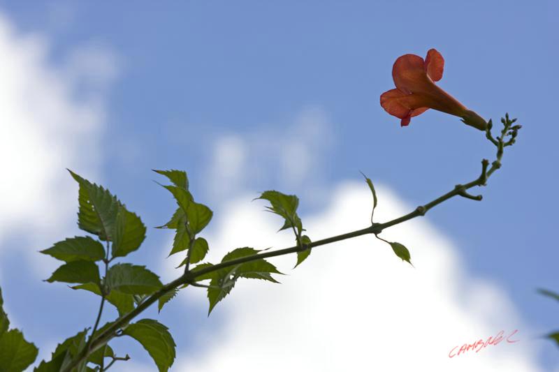 Cjp_2008_08_12_145125.jpg