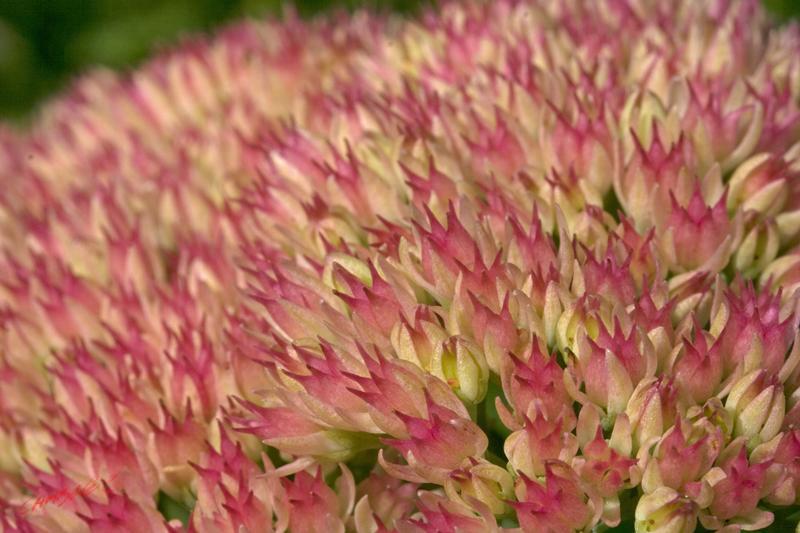 Cjp_2008_09_11_100311.jpg