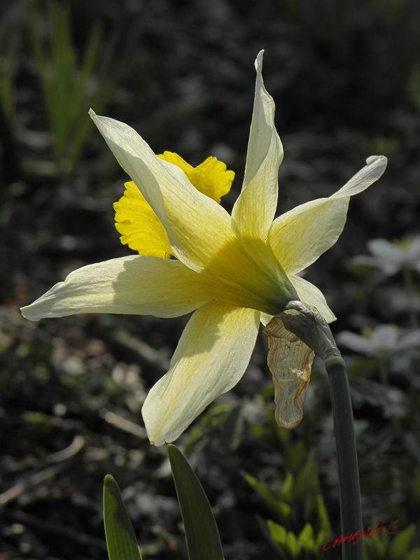Cjp_2009_04_02_164403_R.jpg